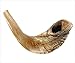 Majestic Giftware Ram’s Horn Shofar from Israel (SH1), Kosher with Natural Finish & Quality Sound - Perfect Jewish Gift for Rosh Hashanah and Bar Mitzvah, 9.8