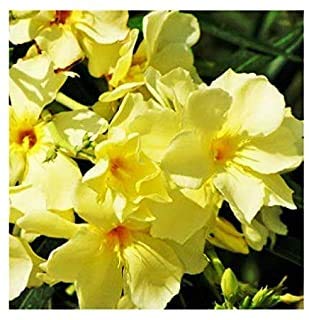 Delorea Nerium Oleander/Kaner Flower Live Plant - 1 Healthy Live Plant (B096ML1MZF) Amazon Price History, Amazon Price Tracker