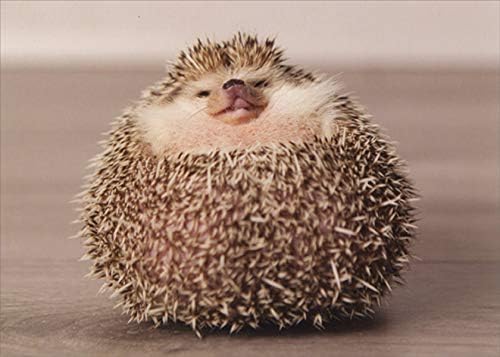 Designer Greetings Puffy Hedgehog Funny/Humorous Birthday Card