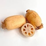 semillas frescas de raíz de loto, jardín variedades antiguas balcón resistentes, 1pcs