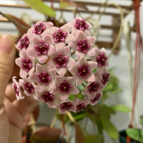 Plantas Hoya de interior y exterior para decoración de balcón y jardín 6