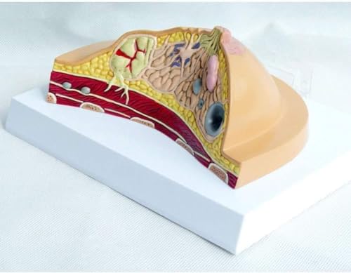 Teaching Model,Breast Anatomical Model, Female Breast Profile Structure Anatomical Model, Anatomy Disease Cancer Pathological Breast Cross-Section Anatomical Model for Medical Stud