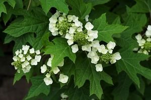 40 Oak Leaf Hydrangea Hydrangea Quercifolia Flower Shrub Bush Seeds #TOP2