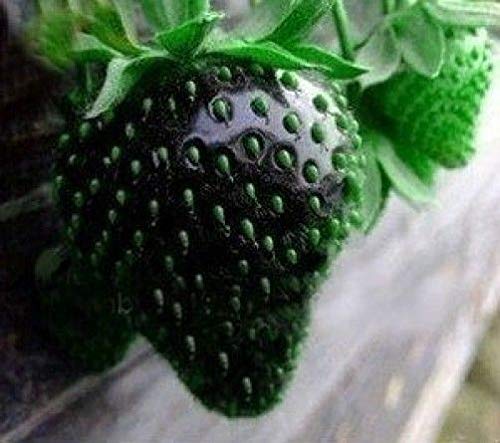 ScoutSeed Black Strawberry 20 Semillas - �cBaja en azAcar y Accido!Delicioso