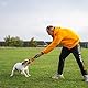 Bull Fit Bungee Beisswurst für Hunde, 30 cm, mit Zwei Schlaufen - Sehr Robustes Hundespielzeug zum Training, Tauziehen und Zerrspiele - Aus hochwertigem Feuerwehrschlauch handgefertigt, orange