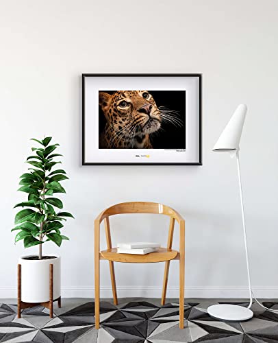 Tableau mural d'art Komar Javan Leopard 70x50 cm impression National Geographic