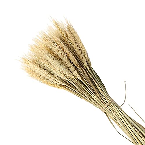 20 Unids/Lote Trigo Artificial Trigo Seco Tallos Trigo Natural Oreja Flores Secas Otoño Hogar Mesa De Comedor Arreglo Flor Arte Decoración De La Boda Cover