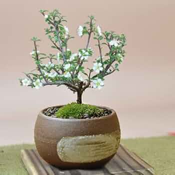 Amazon | 盆栽妙 白紫檀 樹高約15cm 花 植物 ミニ プレゼント | 盆栽