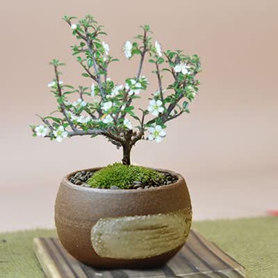Amazon | 盆栽妙 白紫檀 樹高約15cm 花 植物 ミニ プレゼント | 盆栽