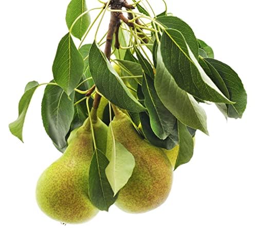 Pear Tree, 'Concorde', 1 x Tall Plant in a 10 Litre Pot, 1.2m-1.4m Height, Fruit Trees, Garden Ready and Ready to Plant, Premium Quality Fruit Tree