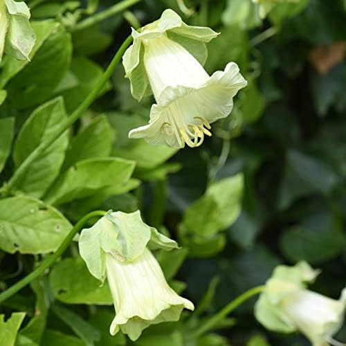 Cobaea scandens f. alba Cup and Saucer Vine Cathedral Bells Cups and