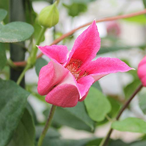 クレマチス：ハッピーダイアナ4号ポット[2年生株]（テキセンシス系）