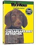 Chesapeake Bay Retriever DVD - Everything You Should Know About Your Dog