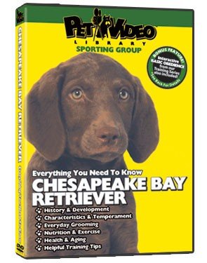 Chesapeake Bay Retriever DVD - Everything You Should Know About Your Dog
