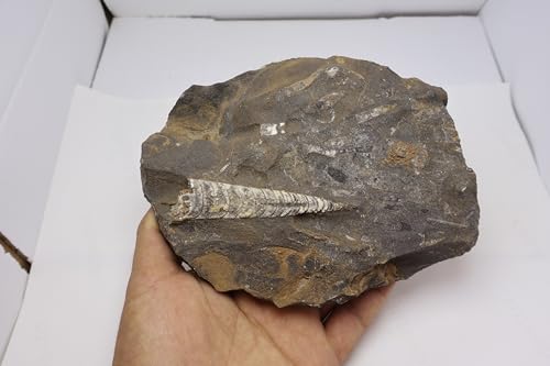 Image of Natural Orthoceras Fossil from Devonian Period Fossil from Morocco A306