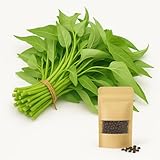 600+ Kong Xin CAI Seeds – Kangkong Vegetable Water Spinach for Planting, 1oz Non-GMO Asian Green Leaf Garden Choy Seeds