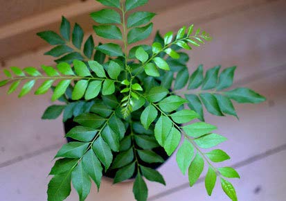 Viducart- Ayurvedic Natural Live Curry Plant/Kadi Patta Plant for outdoor