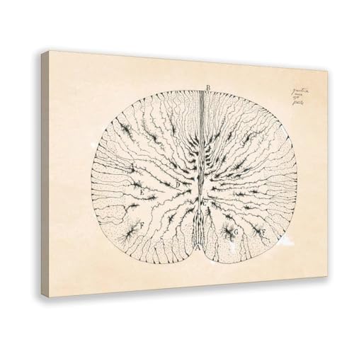 Impression sur toile Santiago Ramón Y Cajal décoration murale vintage salon 50x75 cm
