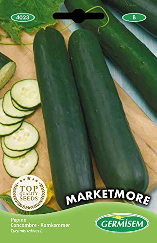Germisem graines Concombre MARKETMORE