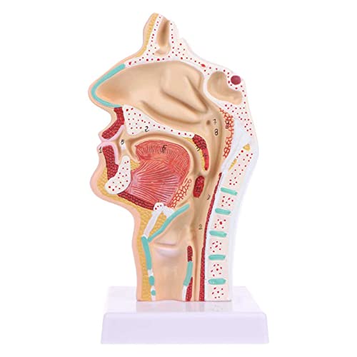 Human Anatomical Nasal Cavity Throat Anatomy Medical Model, Human Nasal Oral Throat Cavity Model, 1:1 Human Anatomy Model for Anatomy, Medical Education