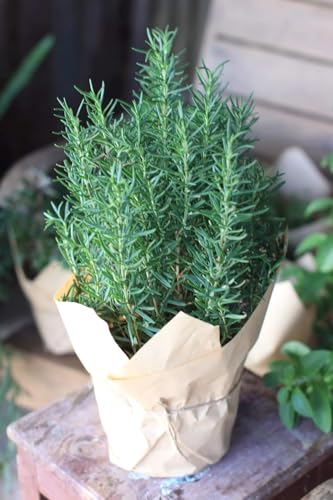 4-6 Rosemary Plant Live Very Fragrant Well-Rooted and Cold Hardy Rosemary Herb