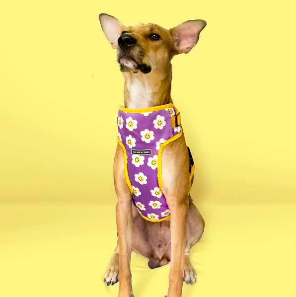 That Dog In Tuxedo Daisy Body Mesh Harness - Adjustable/Secure/No Pull Harness for Pets- Suitable for Large Breeds (M) (B0BG4MRL1P) Amazon Price History, Amazon Price Tracker