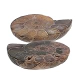 Ipetboom 2 Stück Natürlicher Polierter Ammonit Anhänger mit Schimmerndem Mondstein Effekt Seltenes Madagascar Versteinerung Schmuckstück Wissenschaftliches Sammlerstück für Sammler