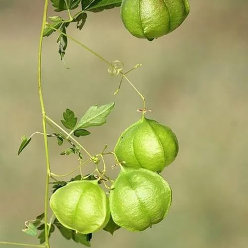 Semillas de enredadera de globo, Cardiospermum halicacabum, orgánicas variedades antiguas semillas de verdes 15pcs