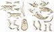 Clementoni – a1503085 – Spiel Wissenschaftliche – Trex Triceratops