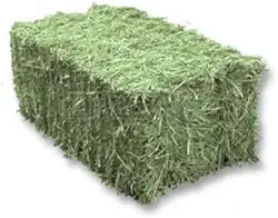 4 KG Feno Tifton 85 Verdinho para Porquinho da India e Roedores