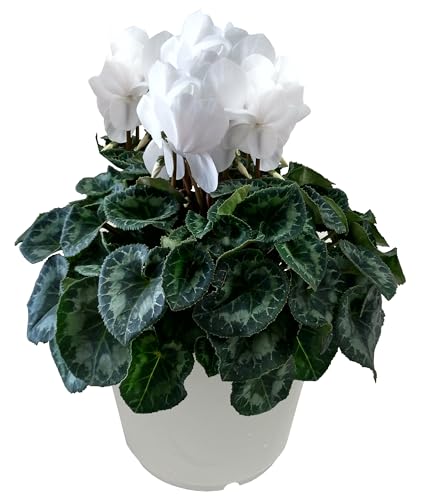 Ԃ̃Mtg VN  NX}X  A  a 6  Ε Ε