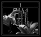 FREE LOVE, FREE SEX, FREE SPEECH 歌詞