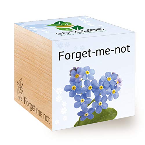 Feel Green Ecocube Forget-Me-Not Flower, Grow Your Own Kit, Plant in A Wooden Cube| Made in Austria | Original, Sustainable & Unusual Gift (100% Eco Friendly)