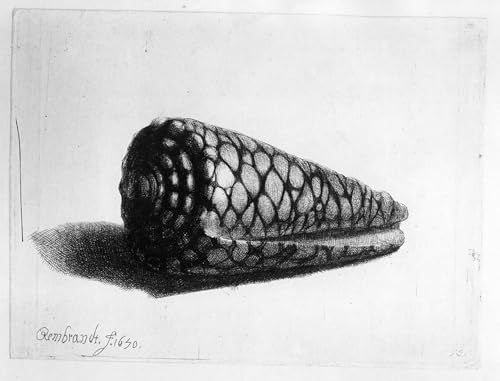 Tableau Toile le Shell Conus Marmoreus de Rembrandt Affiche d'Art 60x90cm