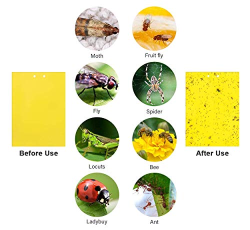 Kgk Sticky Traps - 20 Pack, Dual-Sided Yellow Sticky Traps For Fungus Gnats, Aphids, And Other Flying Plant Insects - 6X8 Inches (Twist Ties And Holders Included) #TOP3