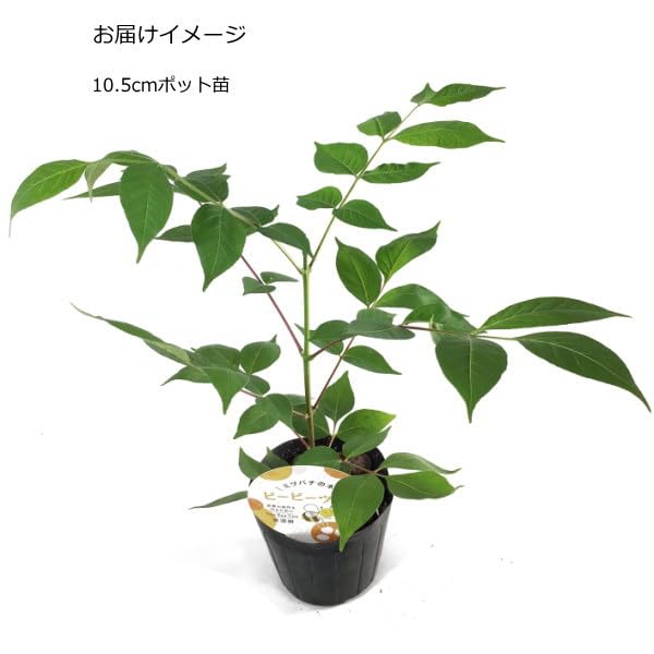 Amazon | ビービーツリー（イヌゴシュユ） 10.5cmポット苗 蜜源樹 | 鉢