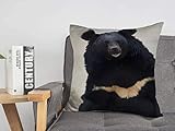 Funda de Almohada, Funda de cojín, Color marrón, Asia, Contacto Visual, asiático, Oso Negro, Animales, Vida Silvestre, Naturaleza, Bestia asiática, Pata, Hermoso, Grande, Acogedor, Lino, Cuadrado, f