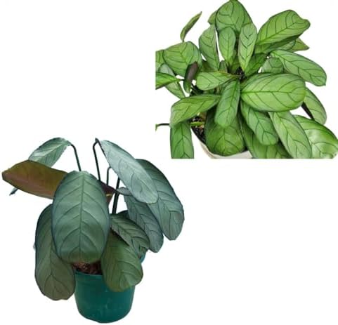 Maranta Cinza Calathea Amagris Burle-Marxi Planta Natural