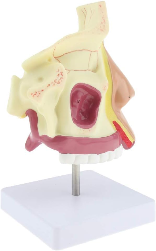 Modèle d'anatomie nasale pour visualiser la cavité interne - 5