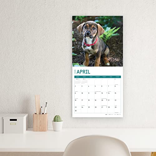 2023 Rescue Puppies Monthly Wall Calendar By Bright Day, Calendars For A Cause, 12 X 12 Inch #TOP6