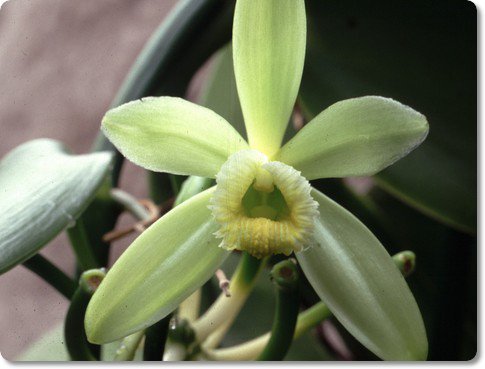 Miniatura 5 de Bakto Flavors Frijoles de vainilla gourmet de Papúa Nueva Guinea, 6 pulgadas de largo, paquete de 10 - Vanilla tahitensis