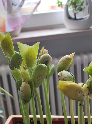 J&J Packung mit 20 Samen magische Bohnen Magic Bean Magic Beans Geschenkidee Wiederholungsereignis Neugier Idee Zuhause Geschenk Bingo Weihnachtsfeier in der Liebe besondere Nachricht…