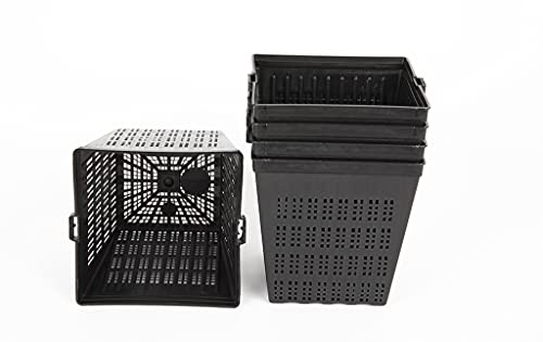 Lincolnshire Pond Plants Ltd Pond Planting Aquatic Basket Packs - 1 Litre - 11cm Square Pots x 2