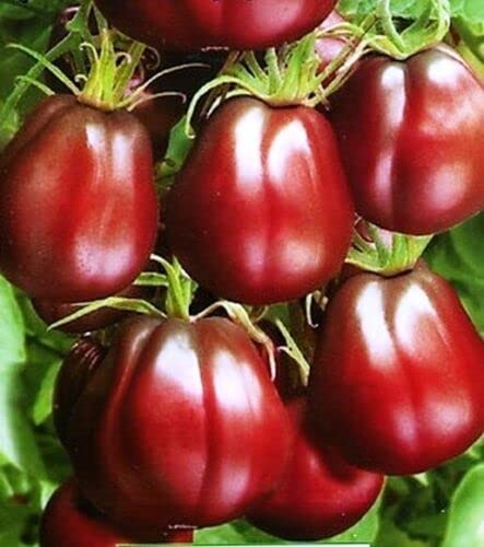 M-Tech Gardens Hybrid Tomato " Black Beauty " Exotic 100 Vegetable Seeds for Growing