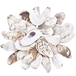 PH PandaHall 30pcs Oyster Shells for Crafts 2.7~4.7 inch Large Shells Oyster Ornament Natural Sea Shell for Crafting Hanging Ornaments Decorations Fish Tank Vase Filler Home Beach Party Decoration