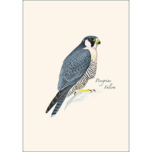 Image of Earth Sky + Water - Sibley Raptor Assortment Notecard Set - 8 Blank Cards with Envelopes (4 each of 2 styles)