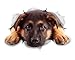 Winston & Bear 3D Dog Stickers - 2 Pack - Resting German Shepherd for Wall, Fridge, Toilet and More - Retail Packaged German Shepherd Stickers