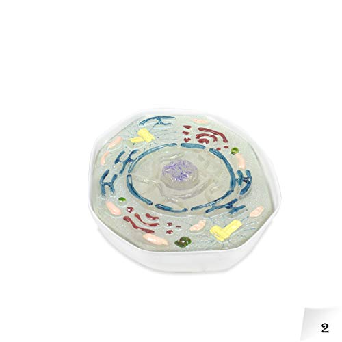 Image of Parco Scientific PB00136 Animal Meiosis 3D Model | 10 Stage Meiosis Demonstration | Biology Classroom Cell Division Display | Detailed Open Cell Organelles | Pieces Equipped with Stand | W Manual