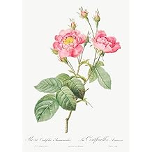 Home Comforts - Rosa centifolia anemonoides - Vivid Imagery Laminated Poster Print - 20 Inch by 30 Inch Laminated Poster With Bright Colors