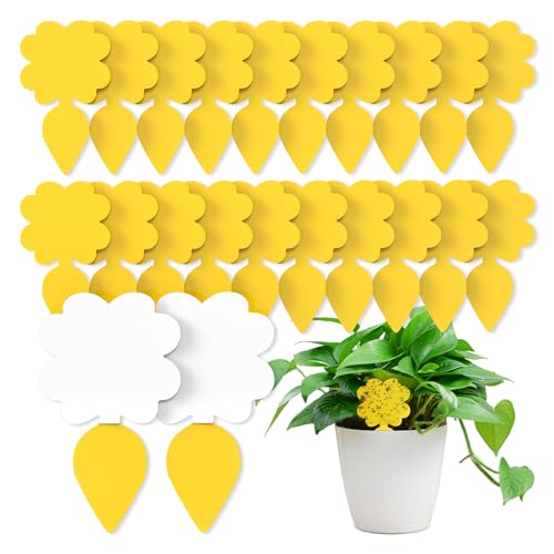 Wyewye 20 PCS Fruit Fly Traps Double-sided Sticky Catcher for Fungus Gnats & Multiple Insects Eco-Friendly Indoor Plant Fly Control to Protect Fruits & Vegetables